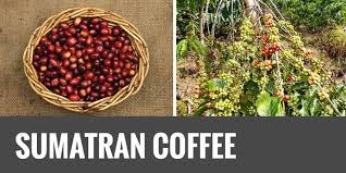 Sumatra Single Origin Coffee (Aceh – Takengon)